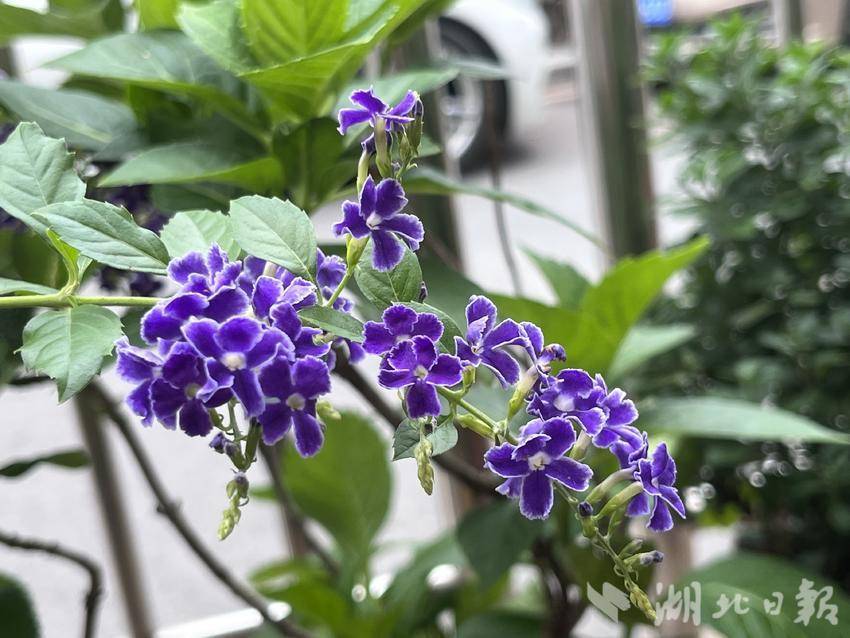 中福爆机前是红还是黑